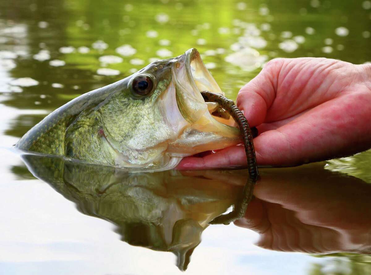 A proposal by Texas fisheries managers would reduce the minimum length requirement for largemouth bass to 12 inches in public waters of four southeast Texas counties and the Sabine River downstream from Toledo Bend Reservoir.