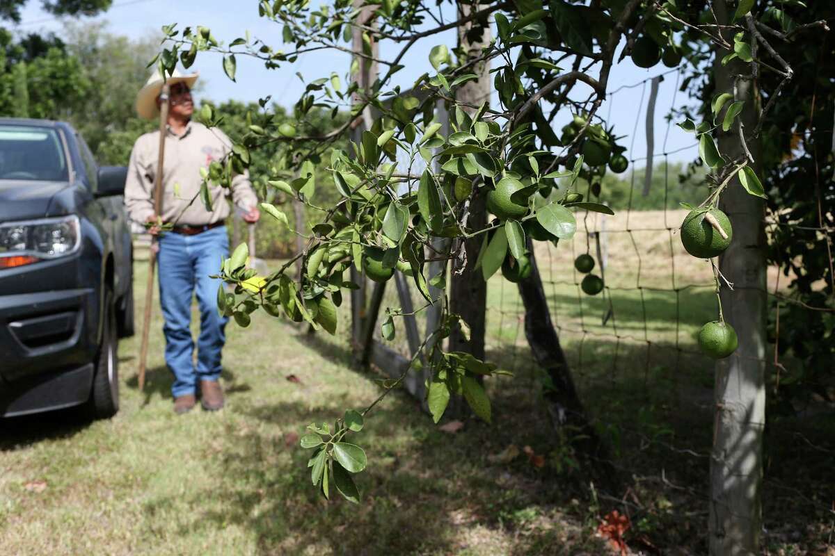 Texas Department of Agriculture inspector Fred Sanchez places a trap at a residence in Hidalgo County north east of McAllen. TDA and the USDA have joined efforts to contain the spreading of the Mexican fruit fly in Texas. Sanchez maintains a route of traps in commercial as well as residential, or “dooryard” groves.