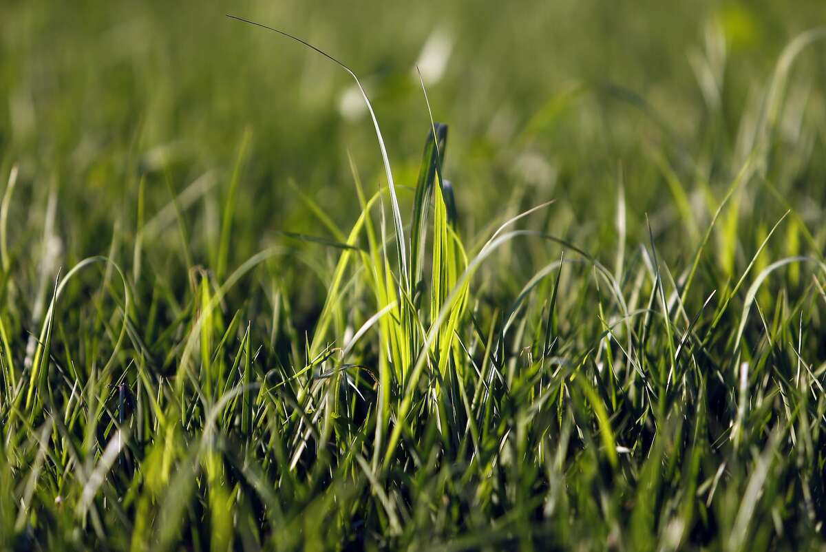 Can flooded rice fields be a solution in California water war?