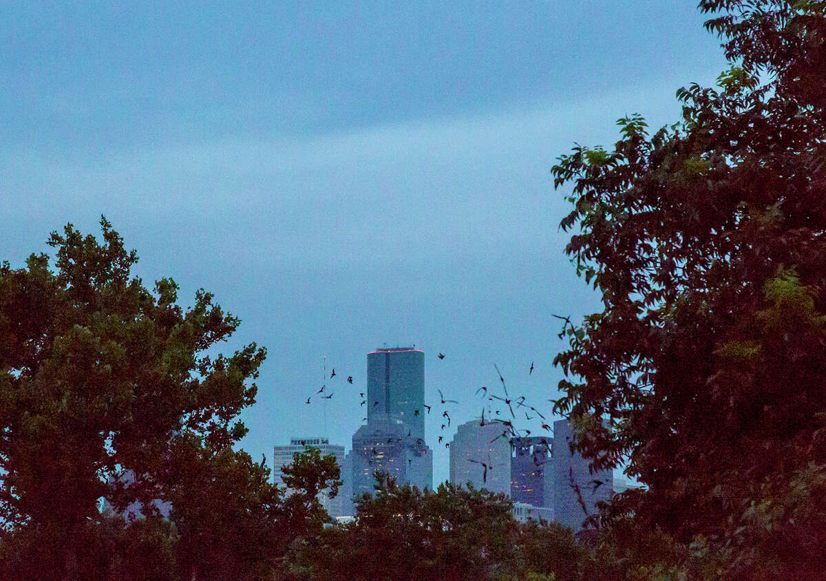 Viewing the Waugh Street Bridge bats with wonderment of a child