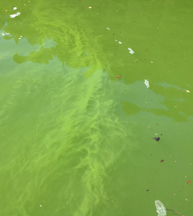 Dangerous algae contaminates Shasta Lake