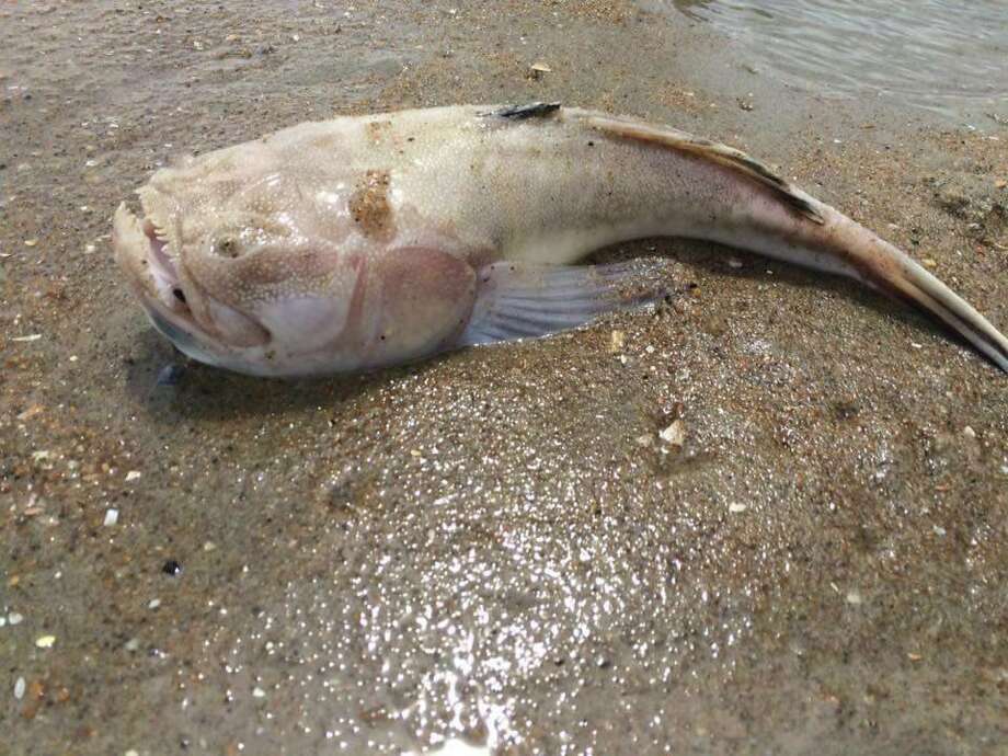 This Creepy-looking Fish Bulging Out Of The Sand Has Beachgoers 