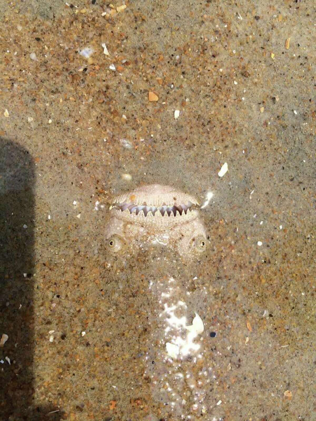 This creepy-looking fish bulging out of the sand has beachgoers frightened