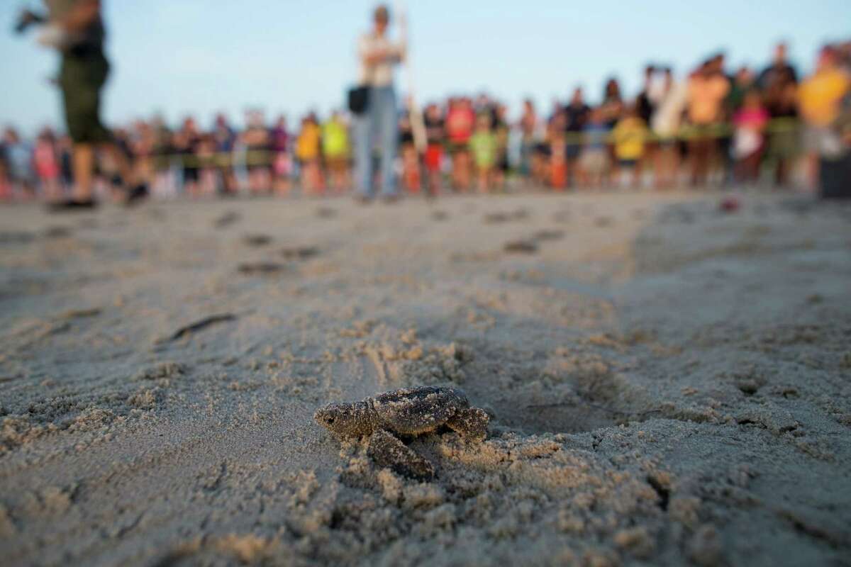A Kemp’s ridley sea turtle hatchling crawls across the beach at Padre Island National Seashore as people watch during the 4th public sea turtle hatching release of 2016, Thursday, June 16, 2016. Experts say about 175 Kemp's ridley turtle nests have been found this year along the Texas coast and the season is looking good for the rare reptiles. (Courtney Sacco/Corpus Christi Caller-Times via AP)