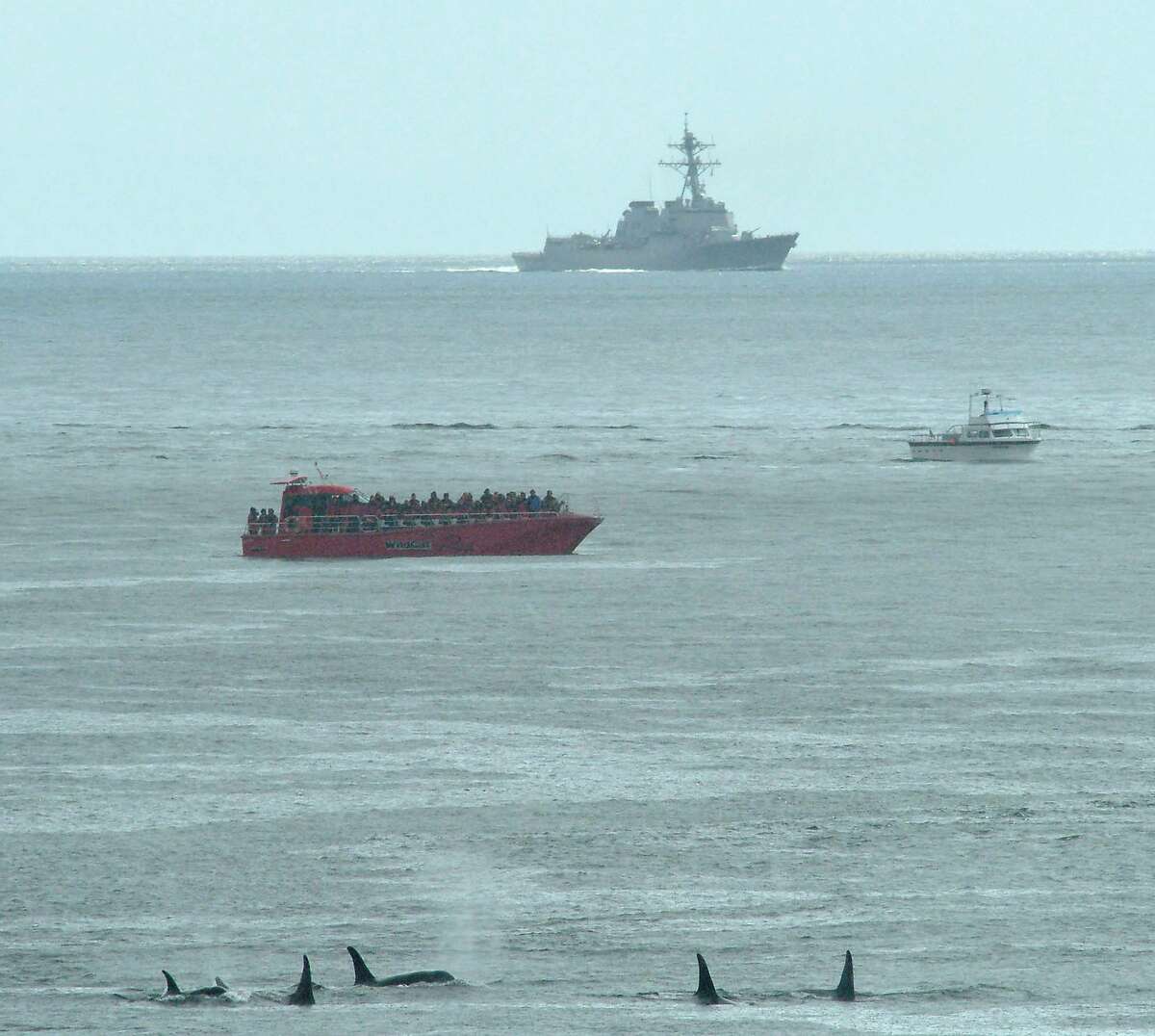 A pod of killer whales, bottom, swims near a whale-watching boat and the Everett, Wash. based destroyer USS Shoup in the Haro Strait near San Juan Island, Monday, May 5, 2003. The U.S. Navy says the destroyer was using powerful, mid-frequency sonar as it traveled through the Haro Strait to Vancouver Island at the same time that some whale watchers reported orcas and porpoises fleeing the area. (AP Photo/Center for Whale Research, Ken Balcomb)