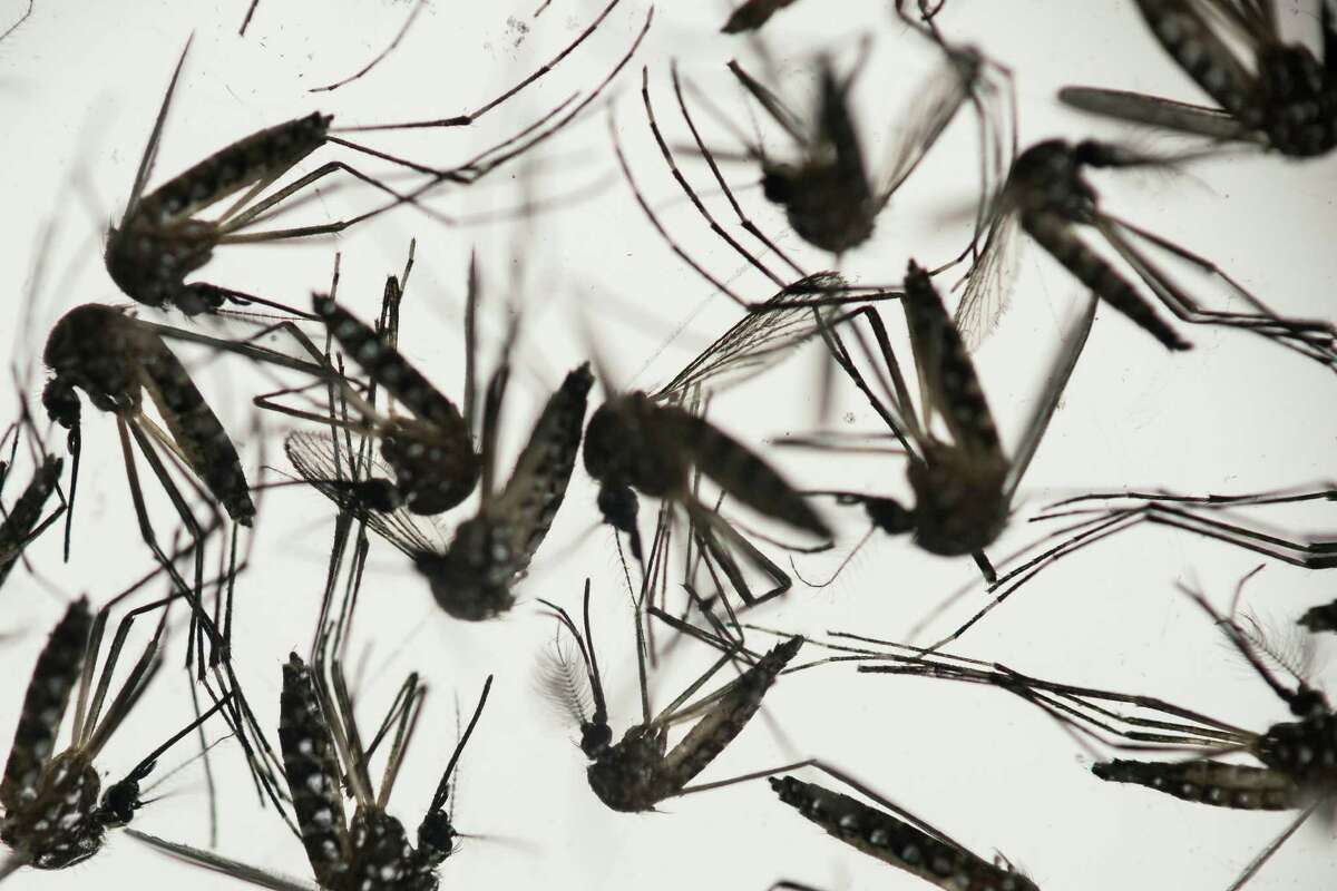 Dominican Republic a hot spot for Zika