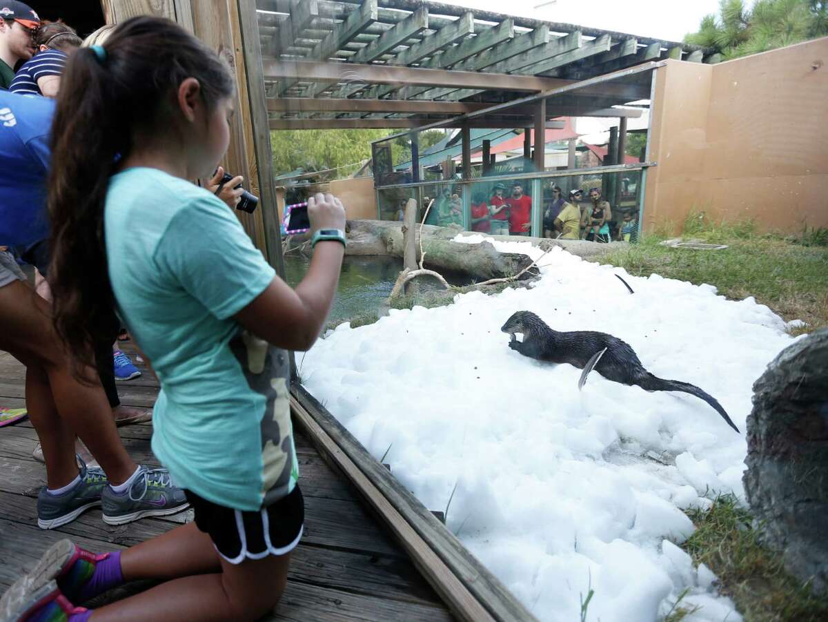 Cecilia Carpenter, 10, takes a photo of Bell, a North American river otter, as she played in the ice during Snow Day at the Houston Zoo, Saturday, July 16, 2016, in Houston, provided by TXU Energy.