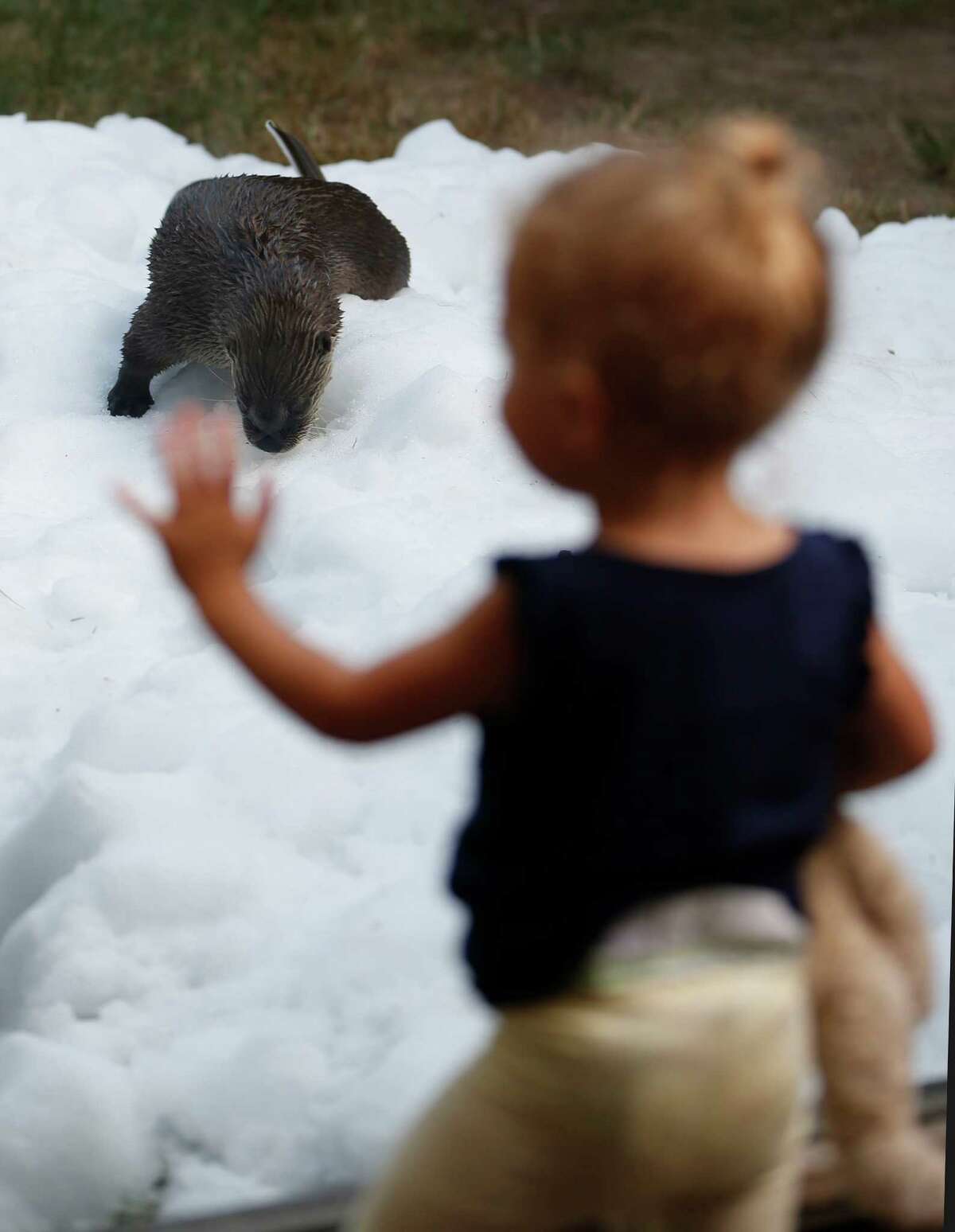 A little girl watches, Bell, a North American river otter, playing on ice during Snow Day at the Houston Zoo, Saturday, July 16, 2016, in Houston, provided by TXU Energy.