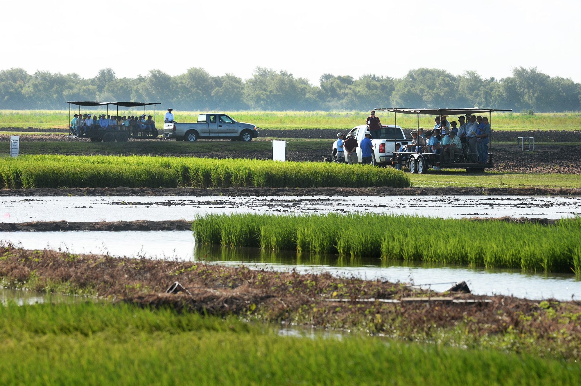 Scientists use Texas rivers for rice names