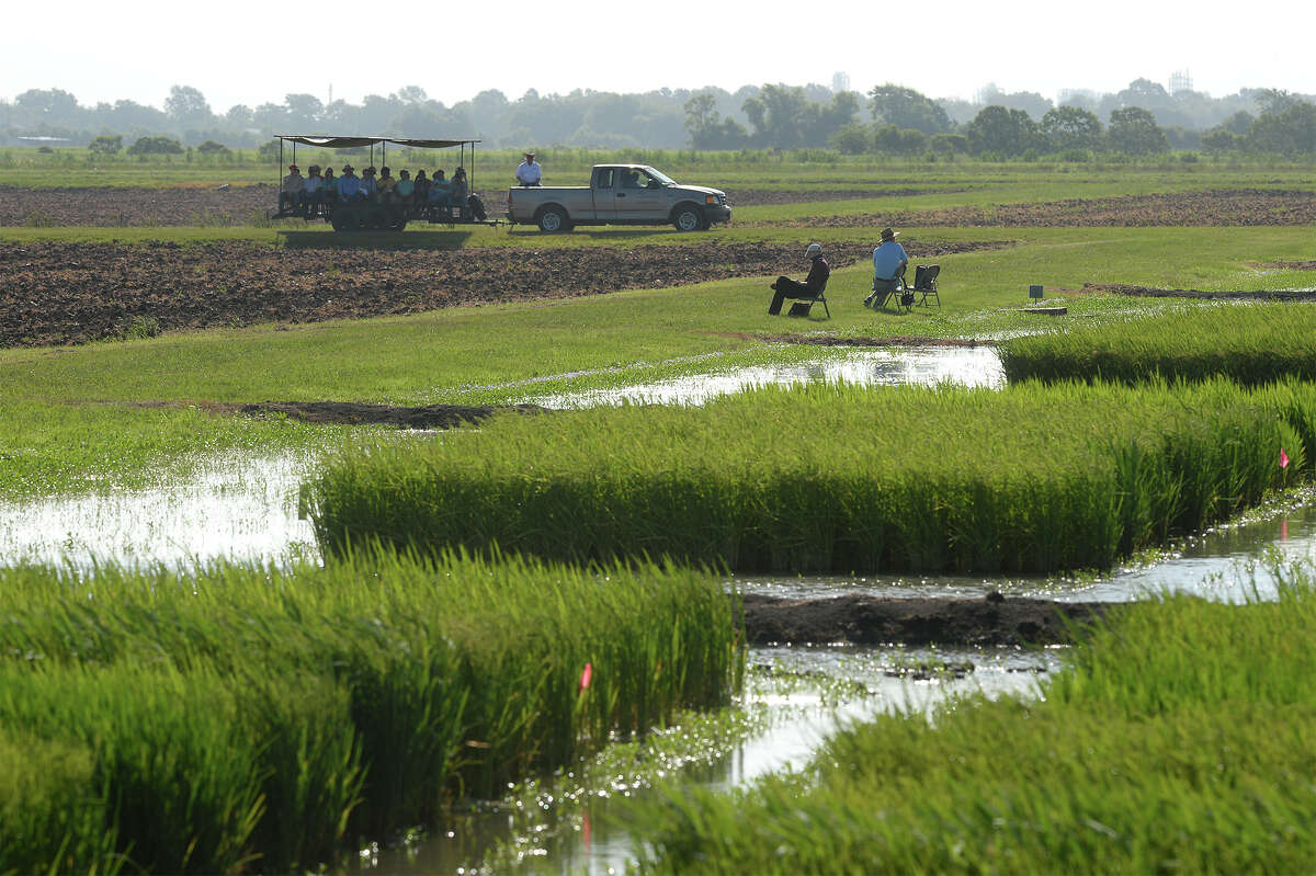 Scientists use Texas rivers for rice names