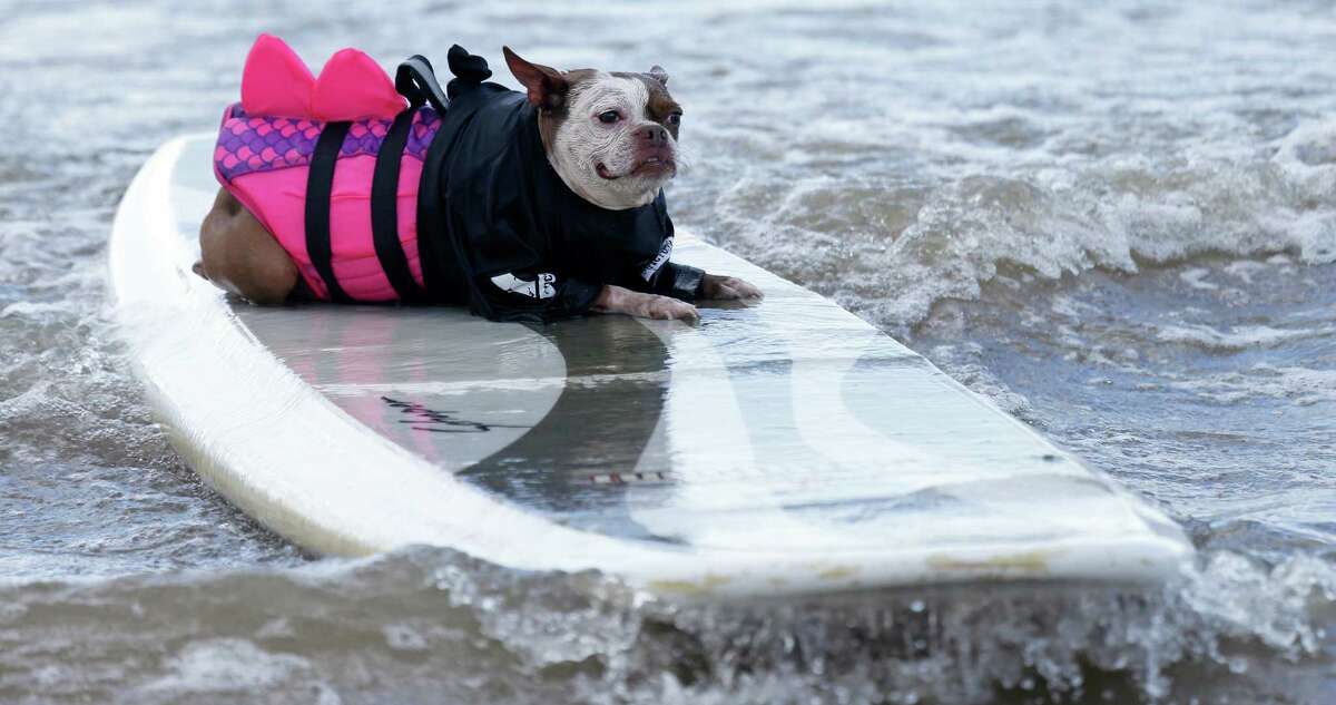 Princess, a Boston terrier, owned by Armando Tello of Houston rides a surf board during the Ohana Surf Dog Competition benefitting the Galveston Island Humane Society Sunday, July 17, 2016, in Galveston.