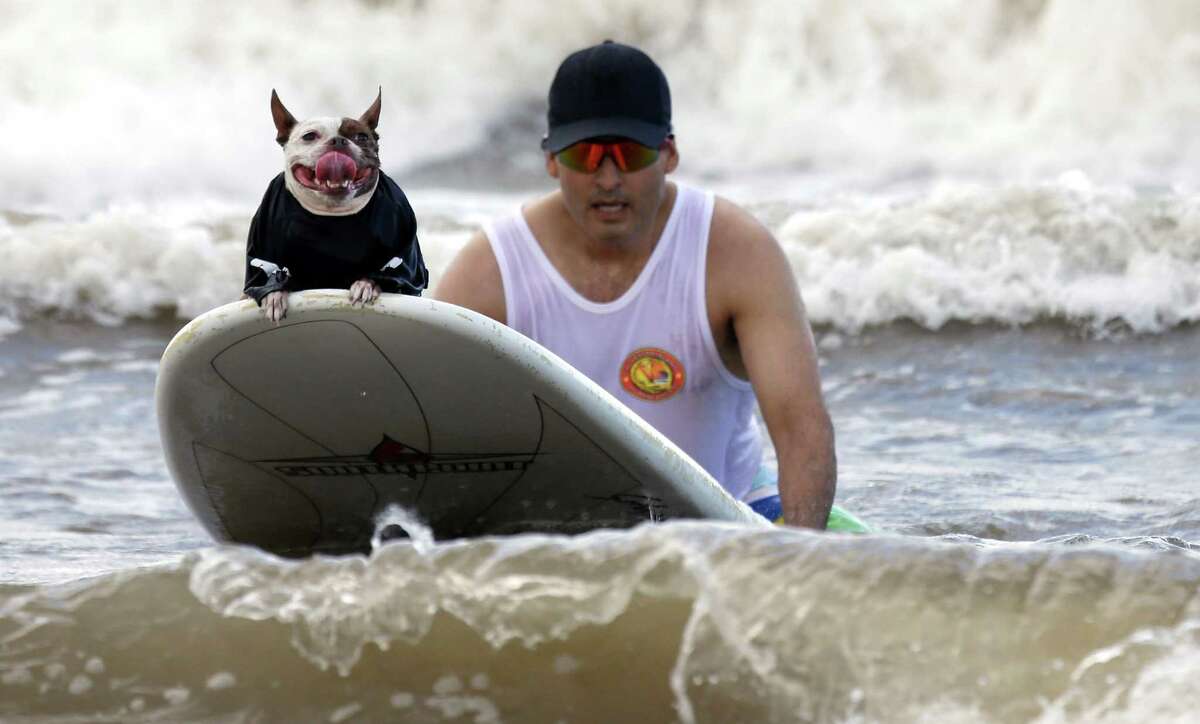 Princess, a Boston terrier, waits to catch a wave with owner Armando Tello of Houston during the Ohana Surf Dog Competition benefitting the Galveston Island Humane Society Sunday, July 17, 2016, in Galveston.