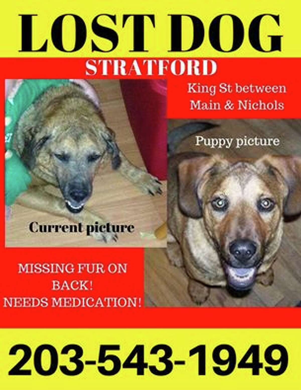 missing-dog-sought-in-stratford