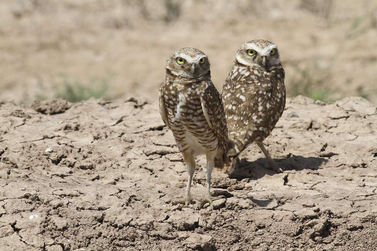 Burrowing owls can be found in the Soda Mountain area as well as the Imperial Valley.