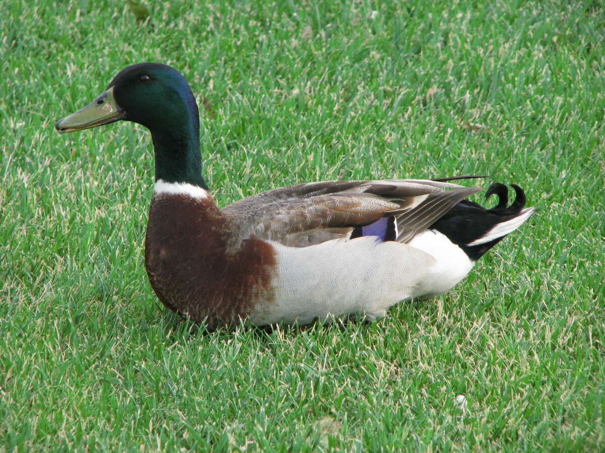 Wild About Texas Mallard 010715