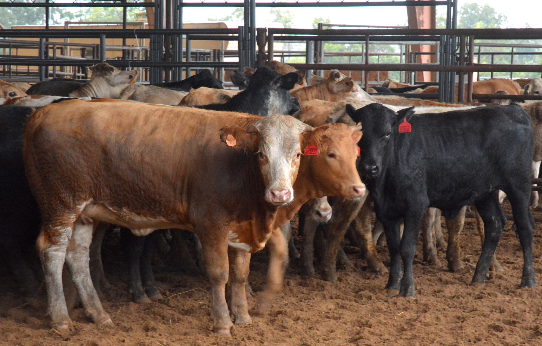 cattle-market-pressured-by-heavier-weights-fewer-heifer-placements