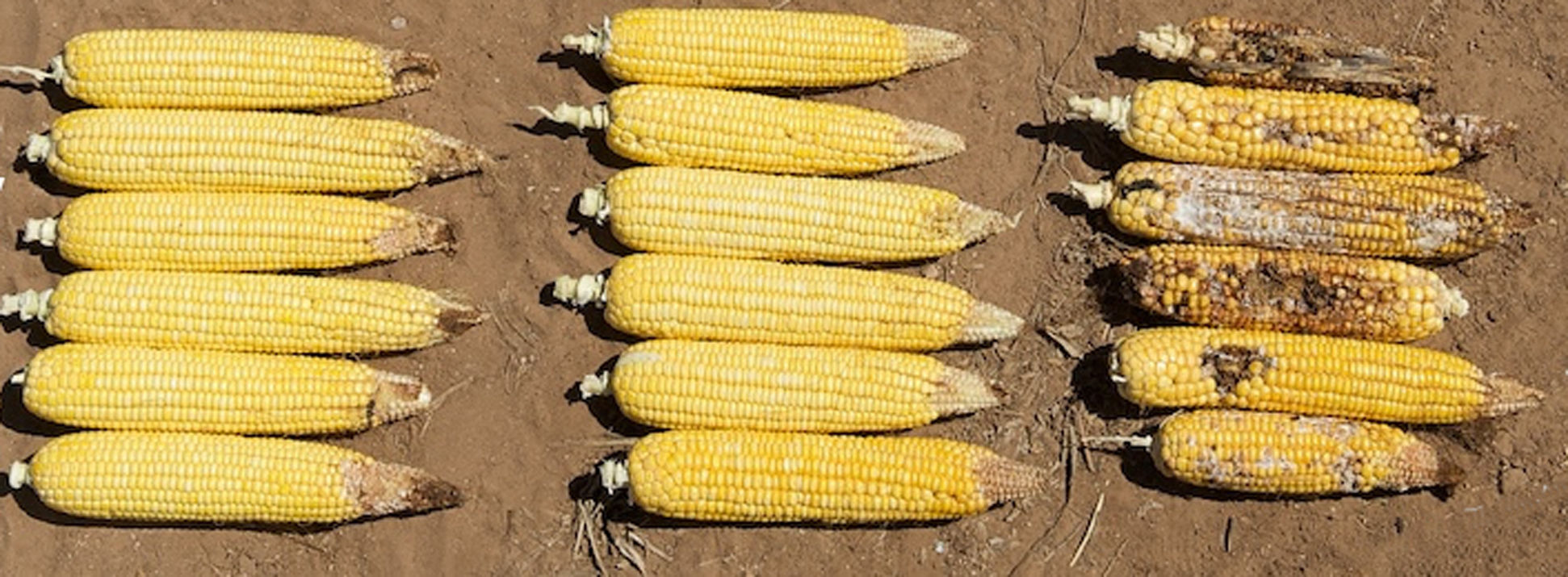 Bt corn trait selection determines caterpillar pest control