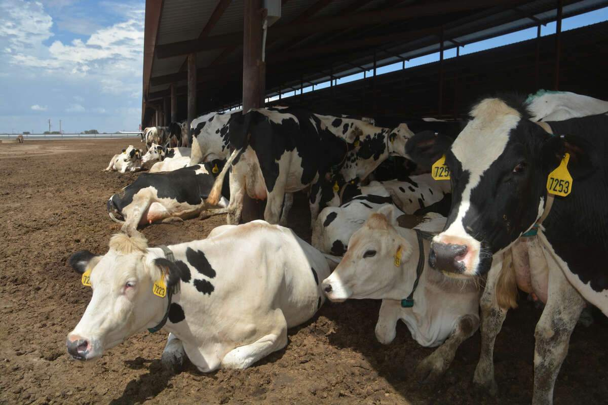 In the region that milks slightly more than half the state's dairy cows every day, blazing heat – which receded briefly for the first time on Thursday – is a big issue for dairies.
