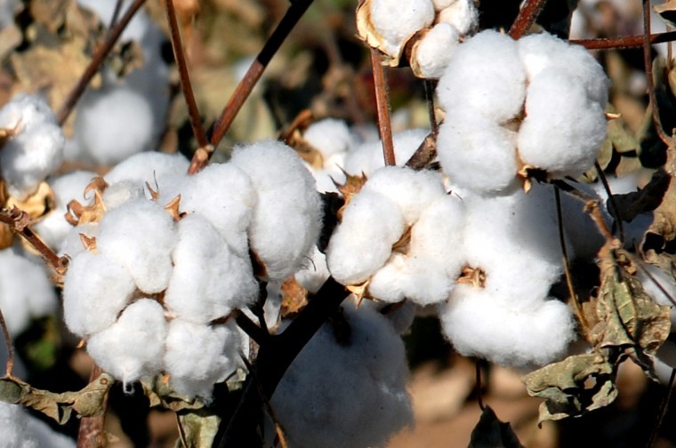 PCCA sells denim mill in Littlefield