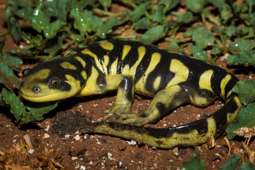 Barred Tiger Salamander - Plainview Daily Herald