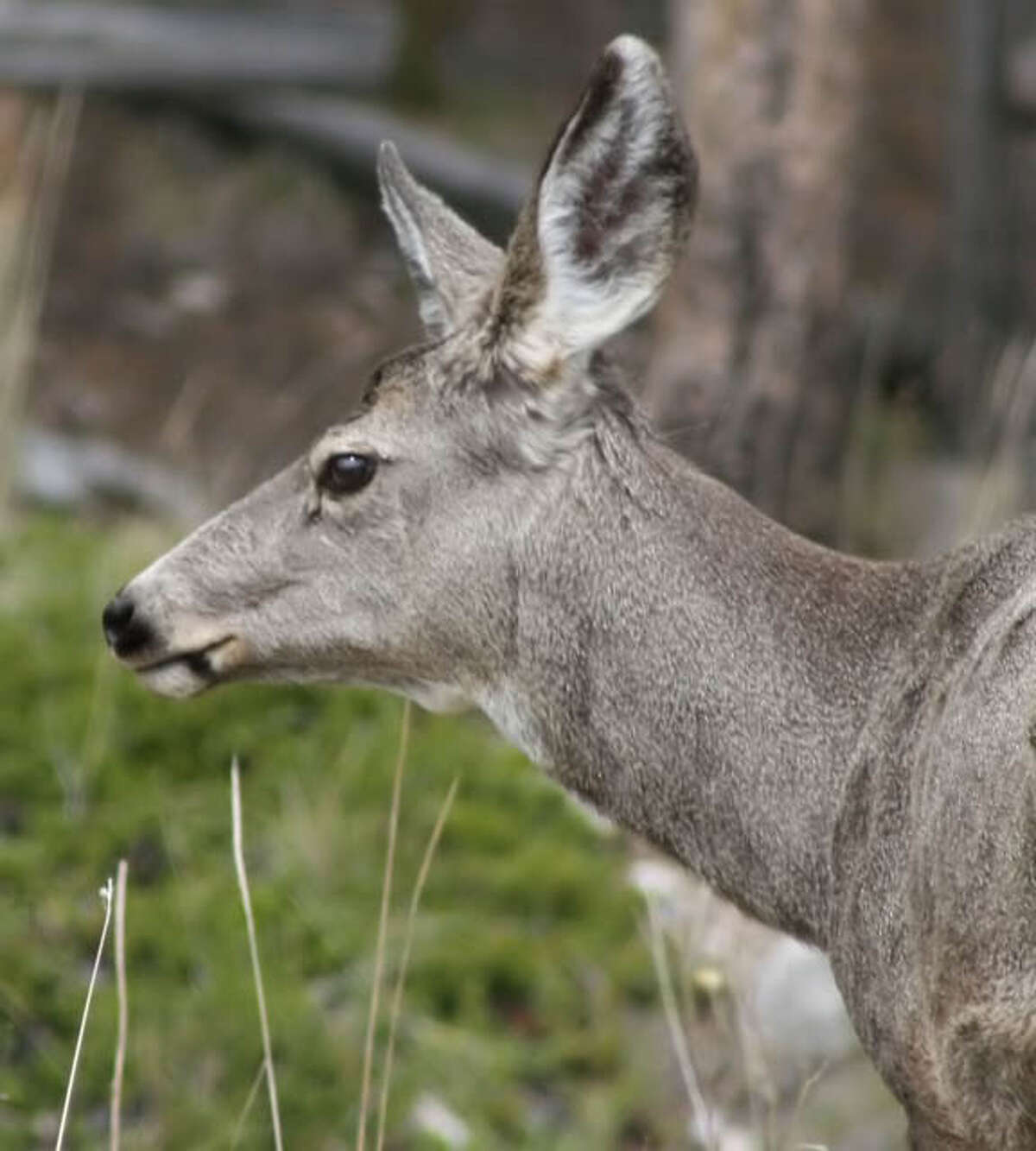 Texas Parks and Wildlife establishes mule deer season for Hale, Castro