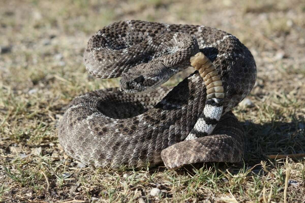 Western Diamondback Rattlesnake