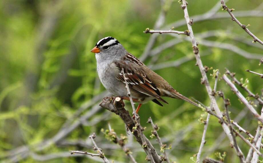 Wild About Texas: White-crowned Sparrow - Plainview Herald