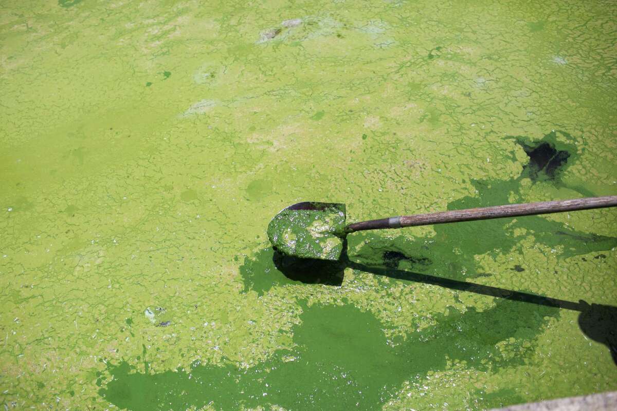 FILE-- A resident uses a shovel to show the thickness of the algae in a small inlet in Stuart, Fla., July 1, 2016. Since first appearing in the past month, the algae has changed colors and grown in scale. The mess in Florida is only the latest in a string of algal blooms that some experts believe are increasing in frequency and in severity. (Ryan Stone/The New York Times)