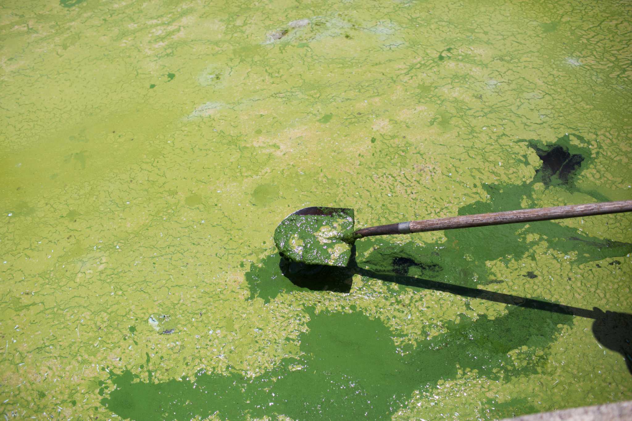 Miles of Algae Covering Lake Erie - The New York Times