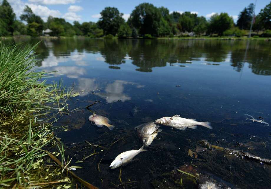 Why Does A Dead Fish Float at Rafael Wilson blog