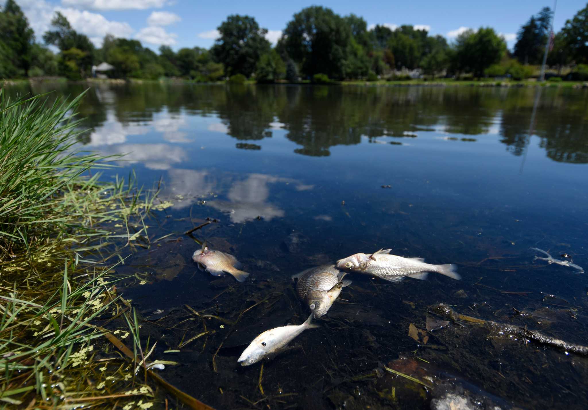 Dead fish appear in Old Greenwich pond