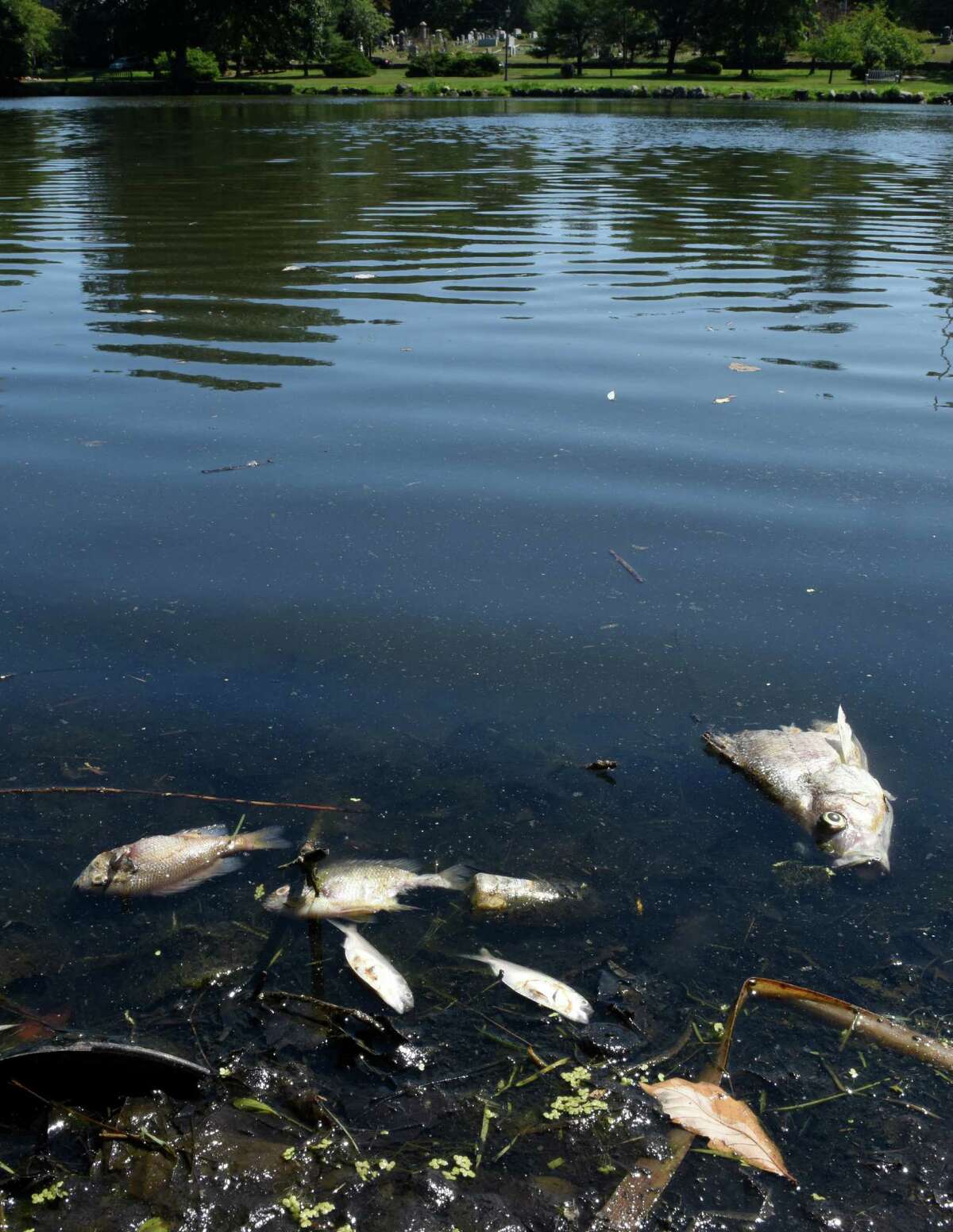 Dead Fish Appear In Old Greenwich Pond