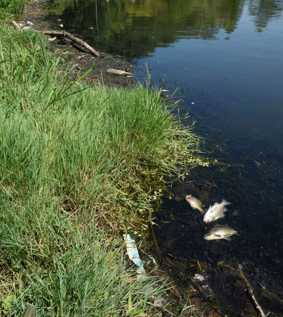 List 93+ Pictures what to do with dead fish in pond Superb