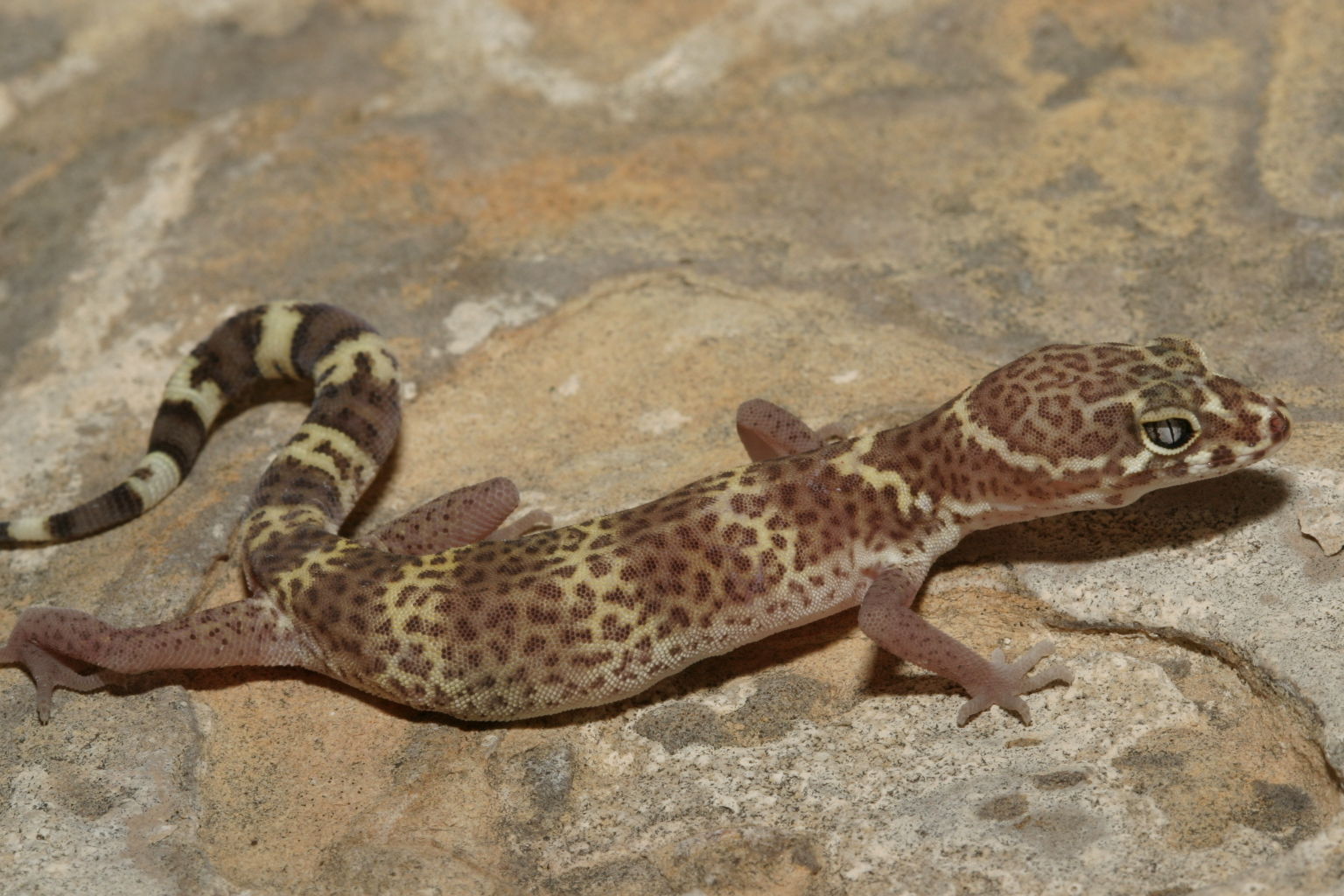 Texas Banded Gecko Plainview Daily Herald   RawImage 