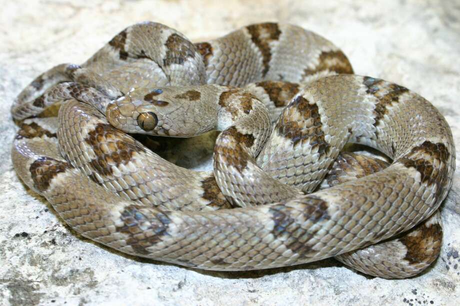 Chihuahuan Desert Lyresnake - Plainview Daily Herald