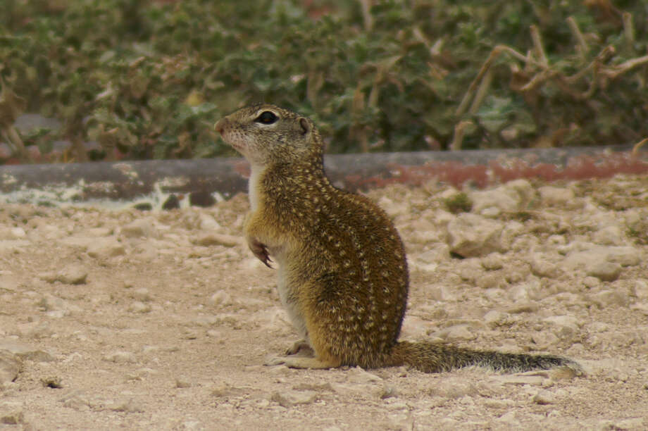 Mexican Ground Squirrel - Plainview Daily Herald