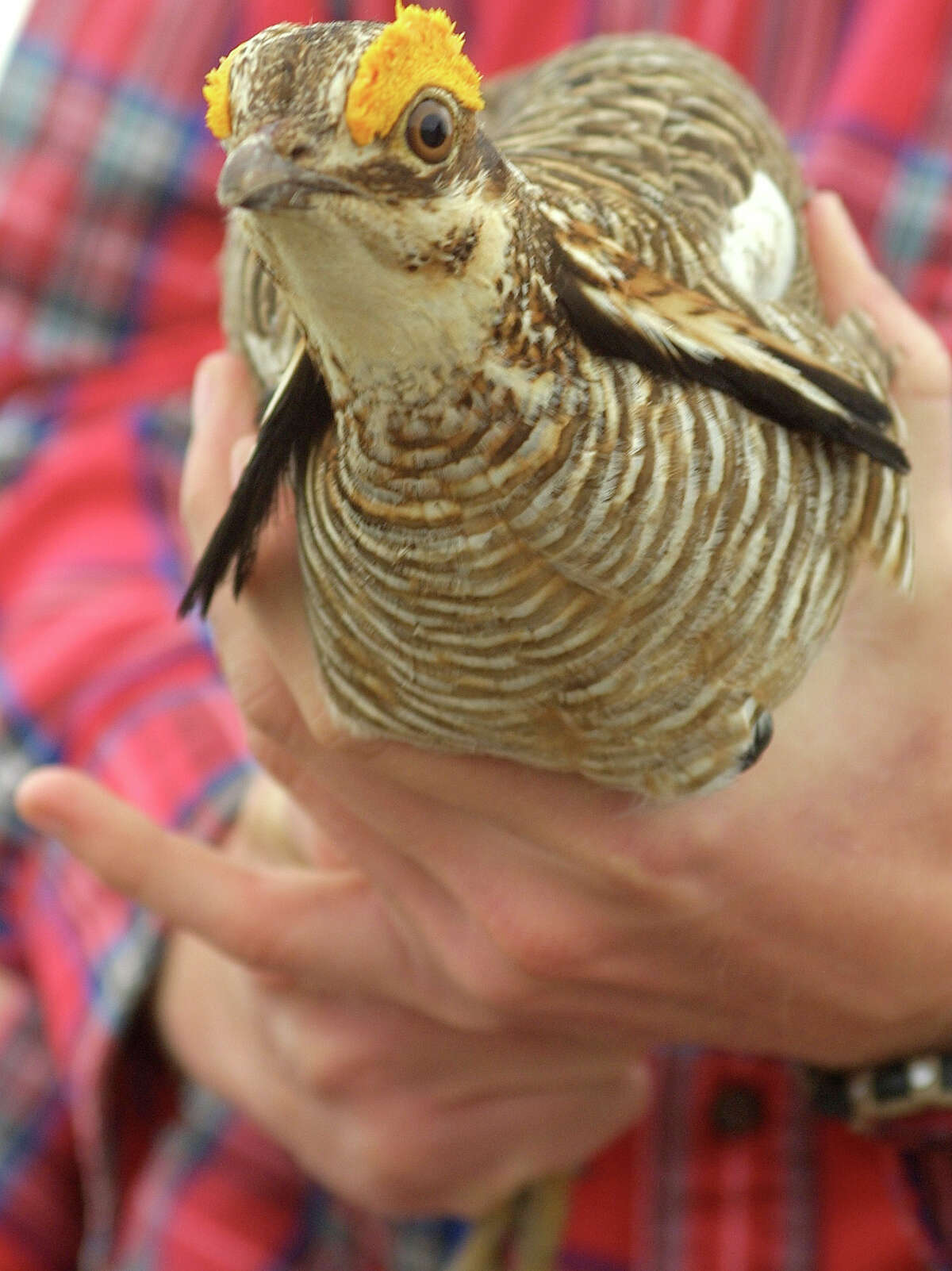 The lesser prairie chicken lives mostly in Kansas, but also in Texas, New Mexico, Oklahoma and Colorado. ﻿ Continue clicking to see more of Texas' endangered species.