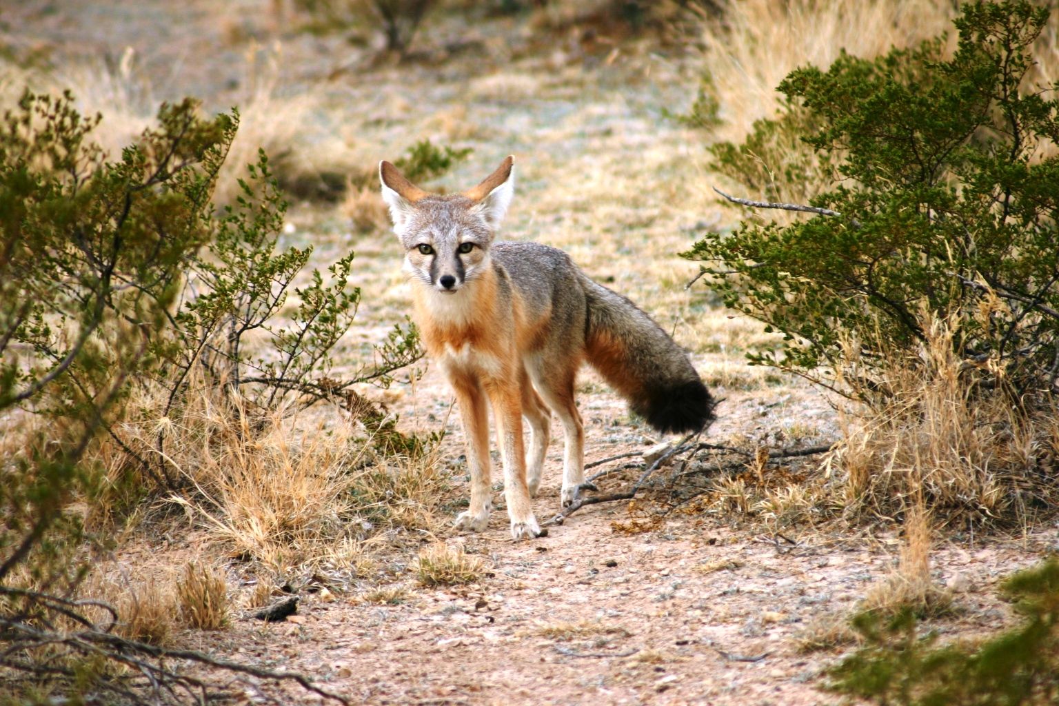 West Texas Wild -- Gray Fox.