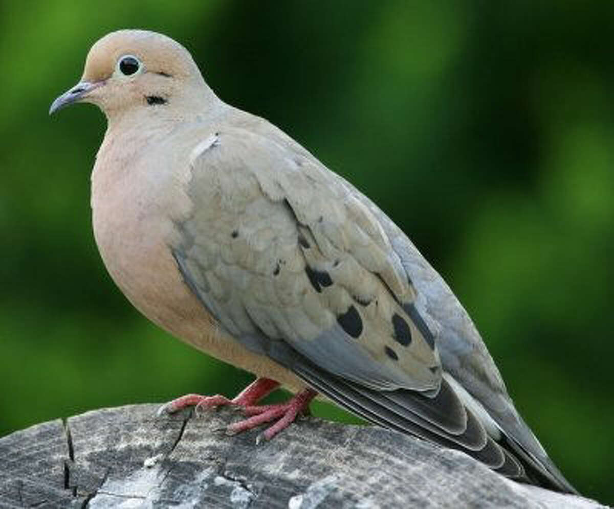 mourning dove sound