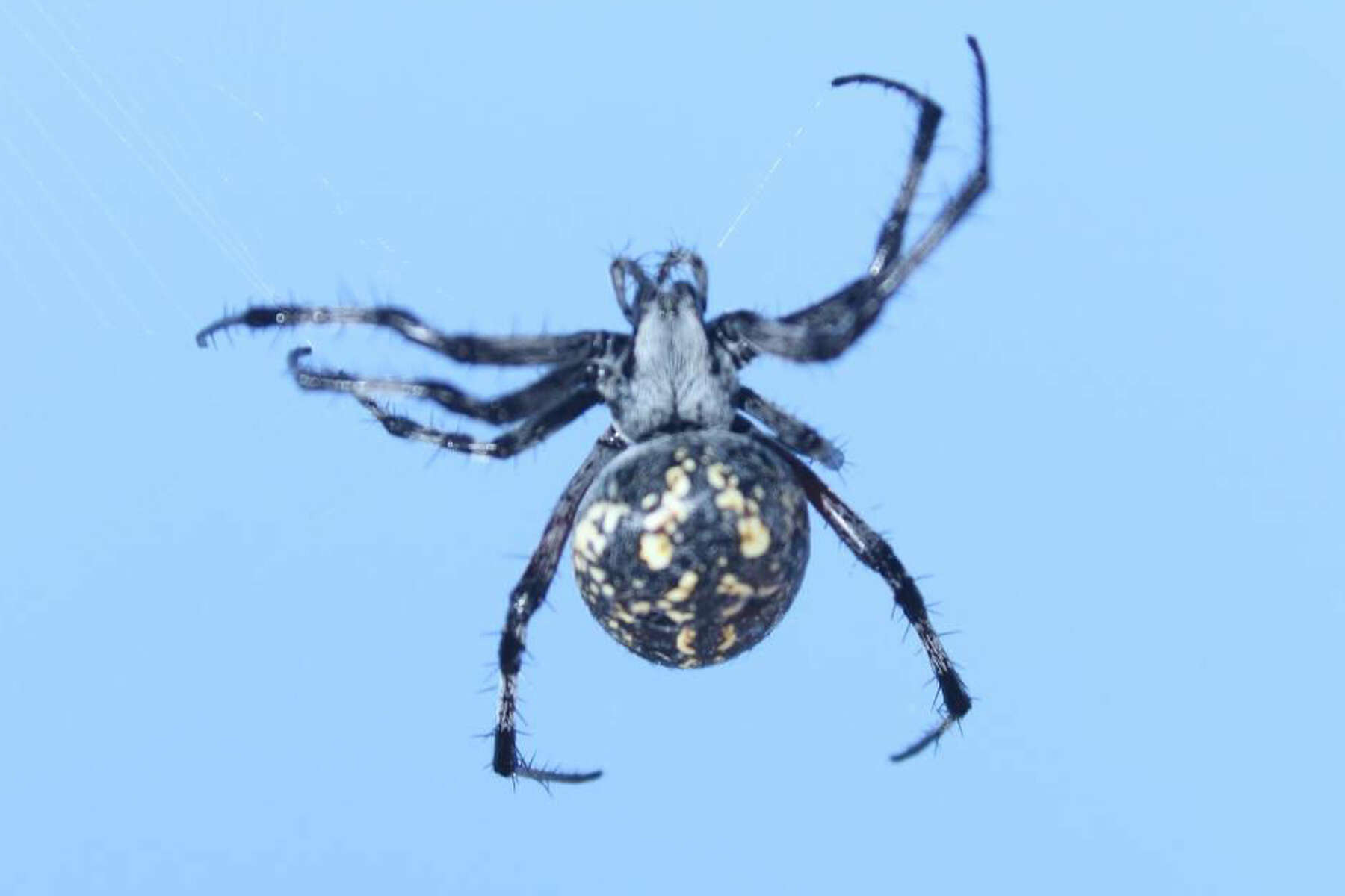 Real Huge Orb Weaver Spider Preserved Wet Specimen Entomology 3In Vial Texas USA