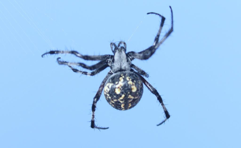 A Large Spider with a Pattern on the Abdomen Sits on the Fishing Line Stock  Photo - Image of creepy, detail: 237767334