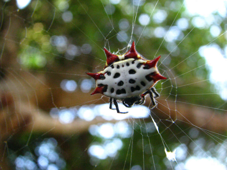 Wild About Texas Spiny Backed Orbweaver Plainview Daily Herald