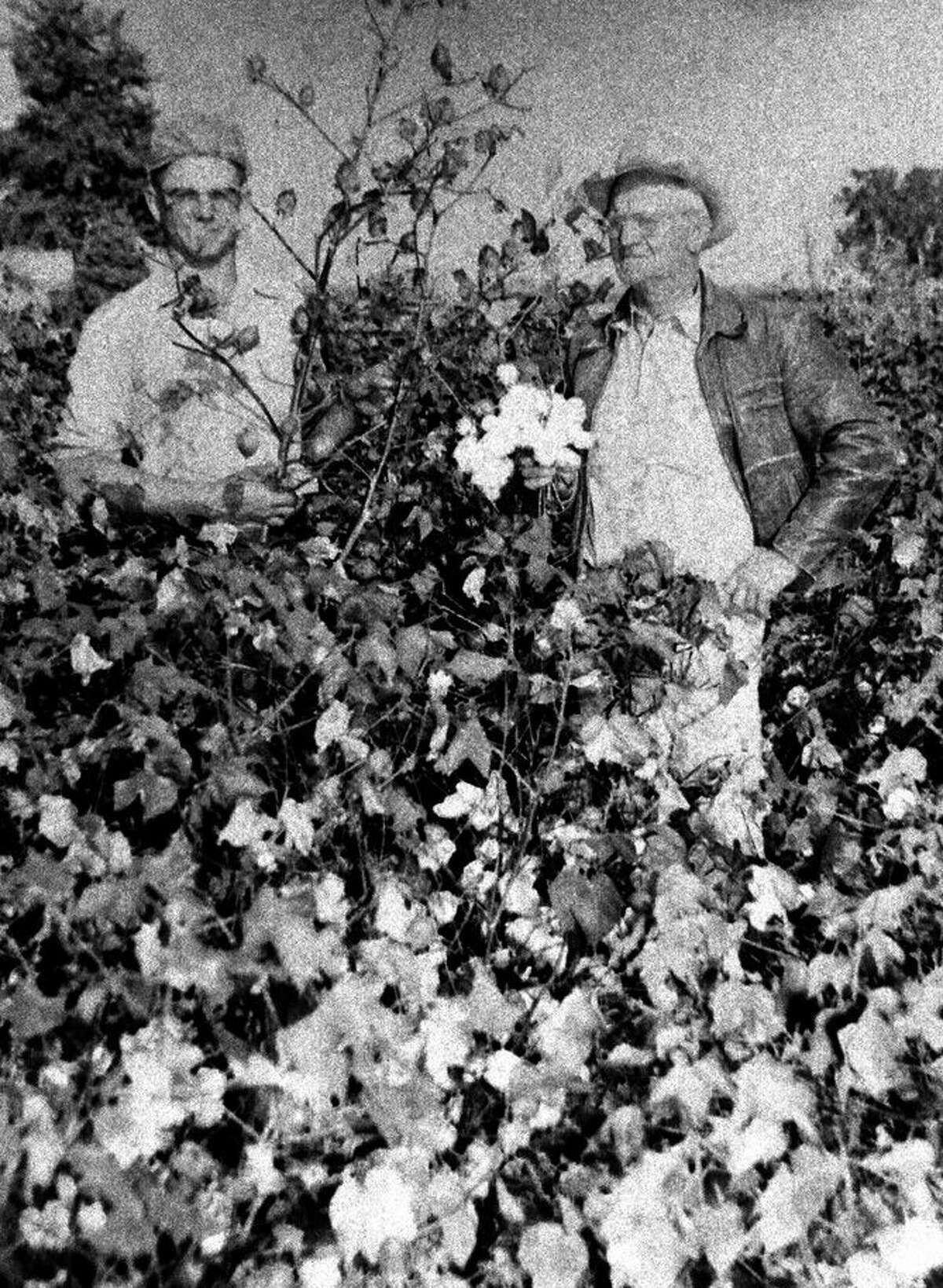 Herald File Photo This photo, originally published on the front page Oct. 24, 1954, shows Donald Ebeling (left) and his father, Ernest Ebeling, examining a cotton stalk from a field west of Plainview that yielded more than a bale of the acre in its first pulling and which was expected to yield a total of two bales per acre after a second harvest.