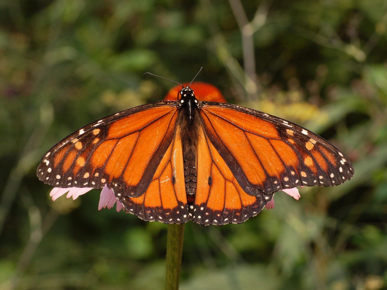 Wild About Texas: Monarch Butterfly 11-12-14 - Plainview Herald