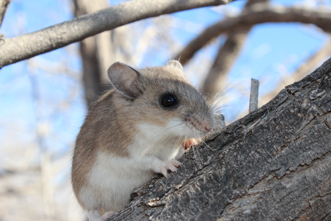 West Texas Wild Plains Pocket Mouse 120314