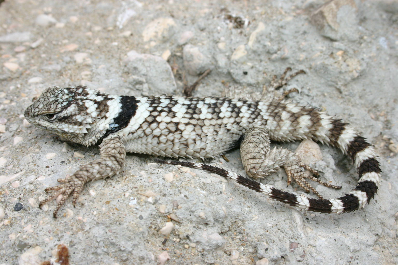 Wild About Texas Crevice Spiny Lizard 121714 Plainview Daily Herald