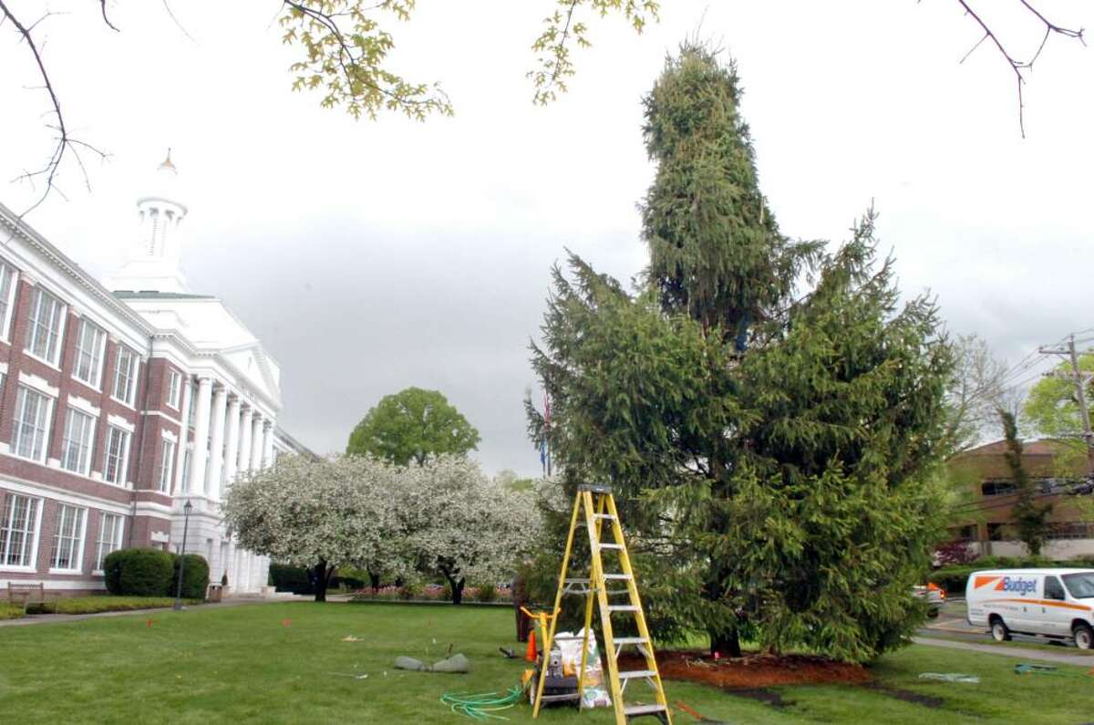 New Christmas tree donated to town by private company