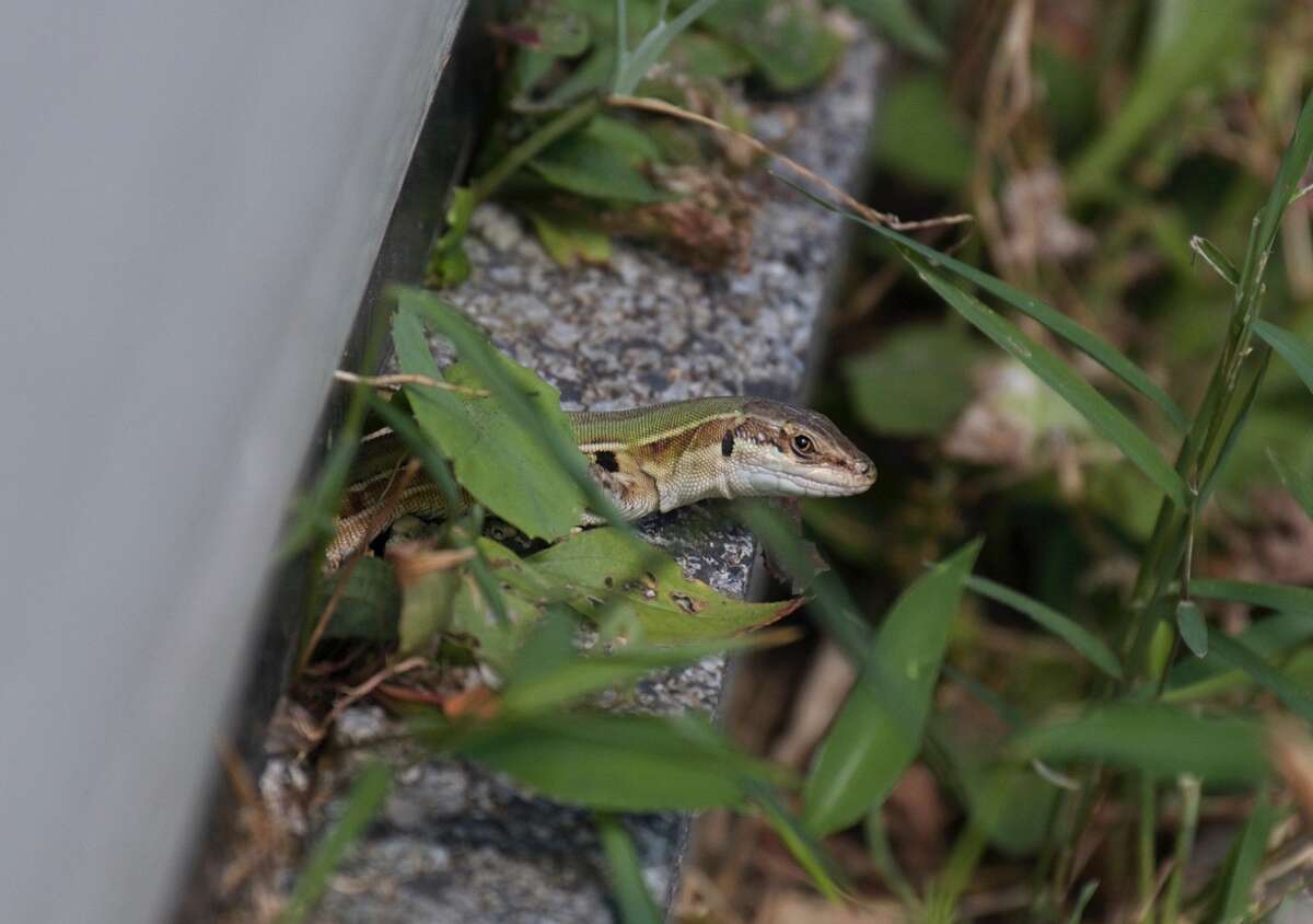 Dobie: Readers weigh in about Italian wall lizards on Long Island - Newsday