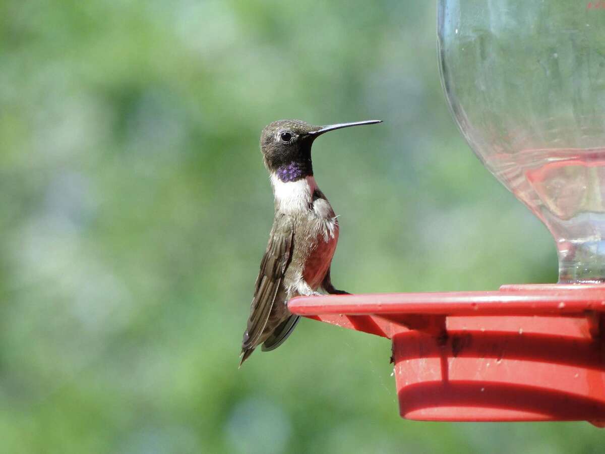 There have been a number of reports from area gardeners that they have observed black-chinned hummingbirds at sugar water feeders and at nectar-producing plants. Black-chinned hummingbirds are the species that nest in the San Antonio area.