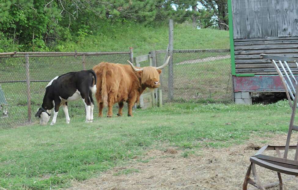 Rosie Indian Ladder S Scottish Highlander Cow Has Died